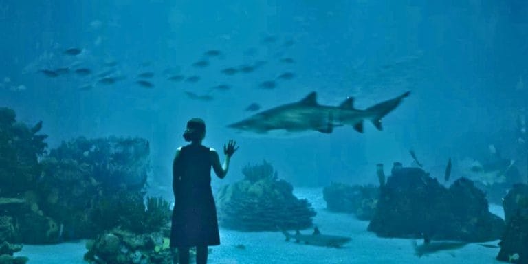 Interior del Oceanário de Lisboa con tiburones y visitante observando