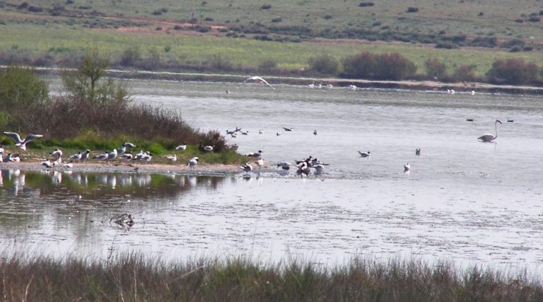 Aves acuáticas y flamencos en el Complejo Lagunar de Alcázar de San Juan en Ciudad Real rodeado de vegetación