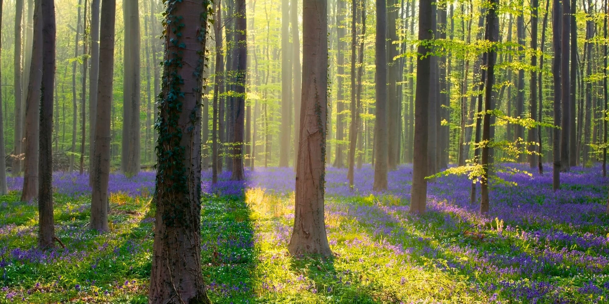 Lee más sobre el artículo NATURALEZA BELGA