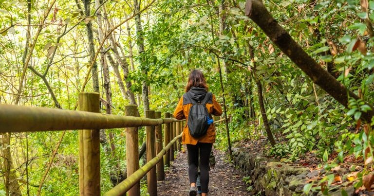 Frondoso bosque de laurisilva en Los Tilos de Moya, dentro del Parque Rural de Doramas en Gran Canaria, con vegetación exuberante y senderos naturales.