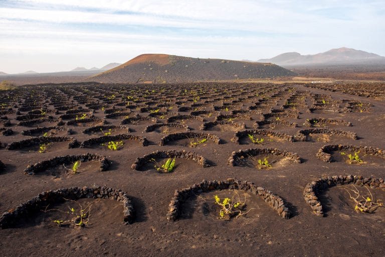 Viñedo tradicional en la isla de Lanzarote, donde las vides crecen en suelos volcánicos protegidas por muros de piedra semicirculares, creando un paisaje singular.
