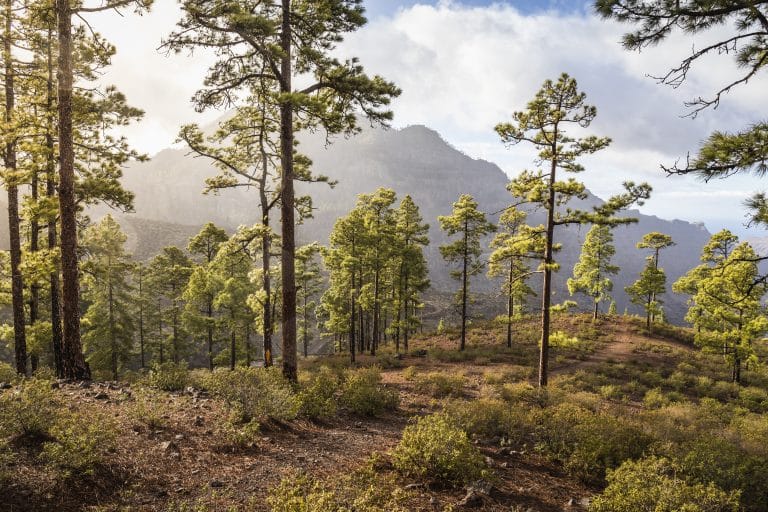 Paisaje de bosque con niebla en Mogán, Islas Canarias, creando un ambiente natural y misterioso