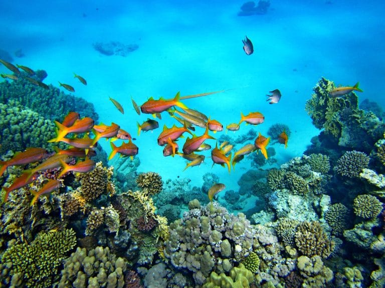 Vista submarina de un banco de peces rojos nadando cerca de un arrecife de coral