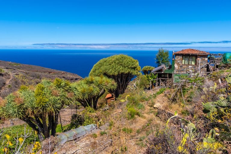 Camino rural del Sendero de Las Tricias, rodeado de impresionantes dragos y vegetación autóctona en el pintoresco pueblo de Garafía, en la isla de La Palma, Islas Canarias.