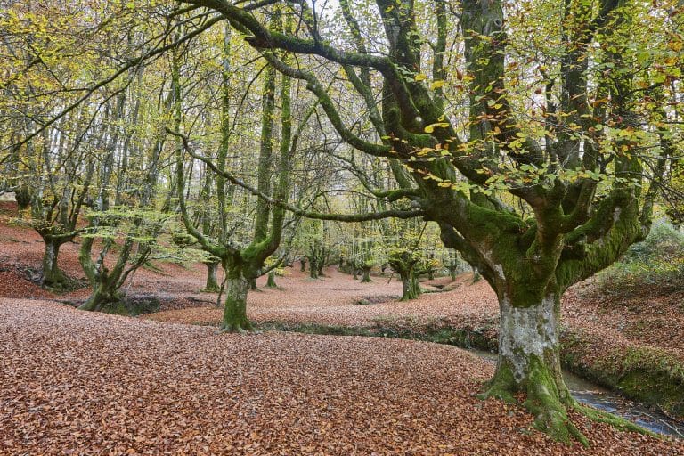 Hayedo de Otzarreta en el Parque Gorbeia, Vizcaya, con un paisaje otoñal único en España.