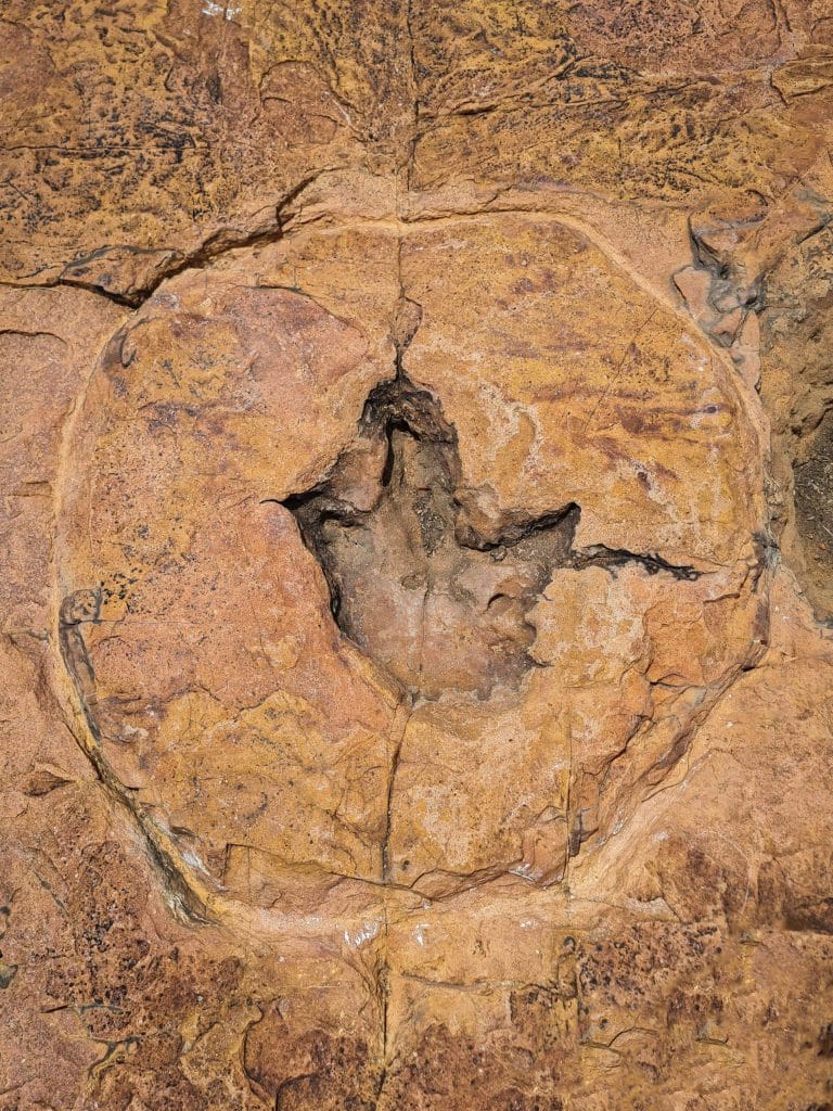 Primer plano de una huella de dinosaurio preservada en piedra