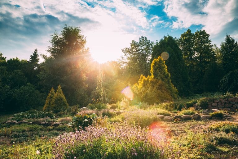 El sol brillando sobre un jardín de flores en una soleada tarde de verano en el sur de Álava