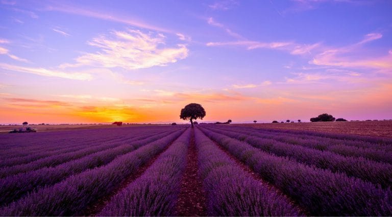 Atardecer en los campos de lavanda de Brihuega en Guadalajara con hileras moradas y un árbol al fondo