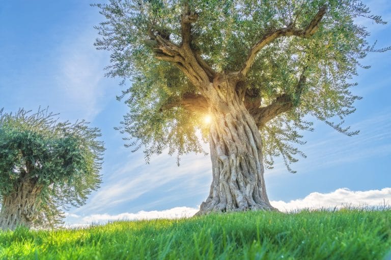 Olivo rodeado de hierba verde en un día soleado en Castellón.