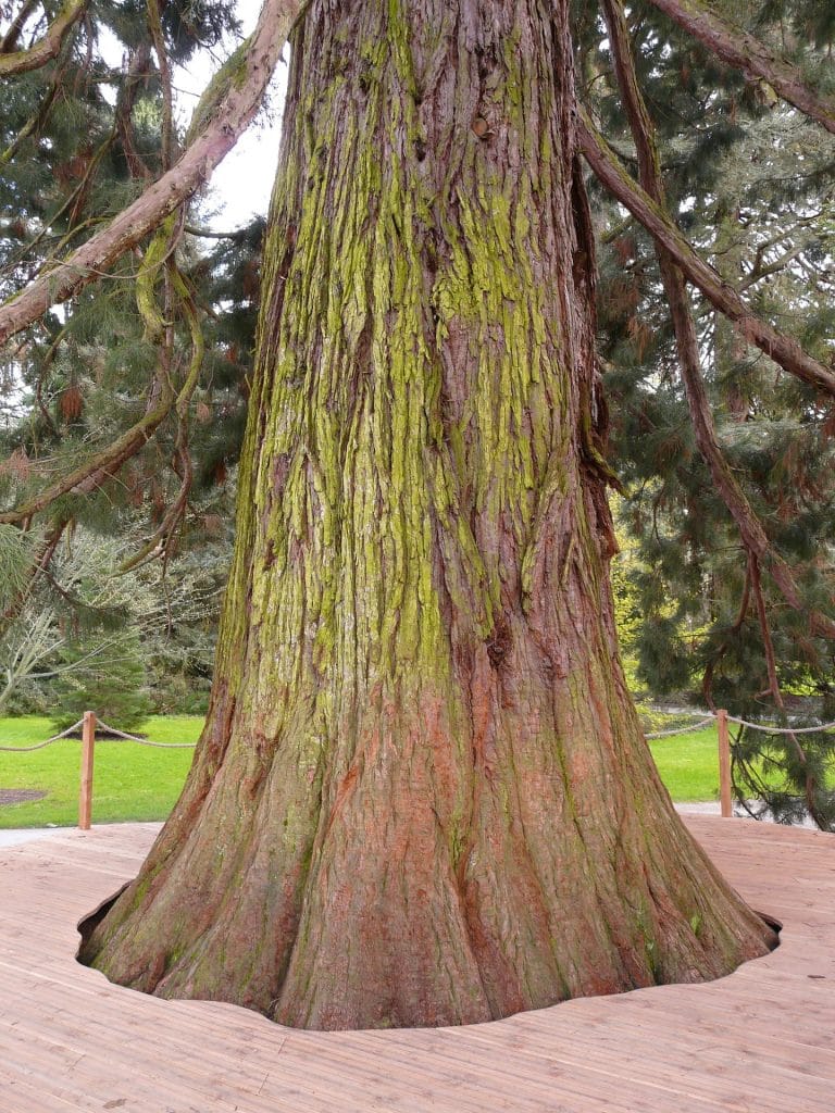 Secuoya gigante en un bosque, destacando su imponente tamaño y belleza natural.