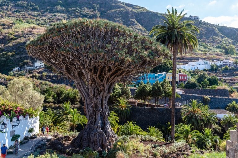 Drago Milenario en Icod de los Vinos, uno de los símbolos naturales más emblemáticos de Tenerife