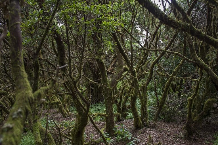 Bosque de laurisilva en el sendero de La Llanía, con árboles cubiertos de musgo y vegetación densa en El Hierro.