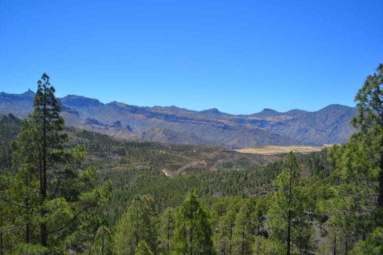 Vistas panorámicas del Parque Natural de Tamadaba en Gran Canaria, con pinares y montañas al fondo.