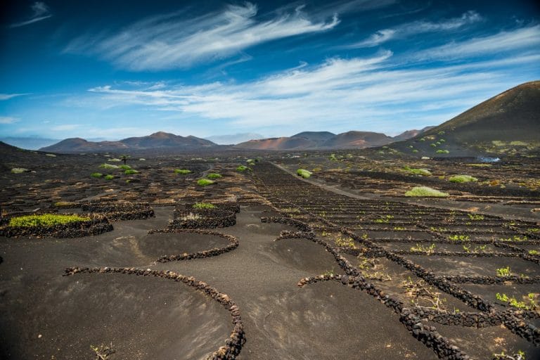 Extensión de viñedos volcánicos en La Geria, Lanzarote, con muros de piedra en un paisaje árido y montañoso