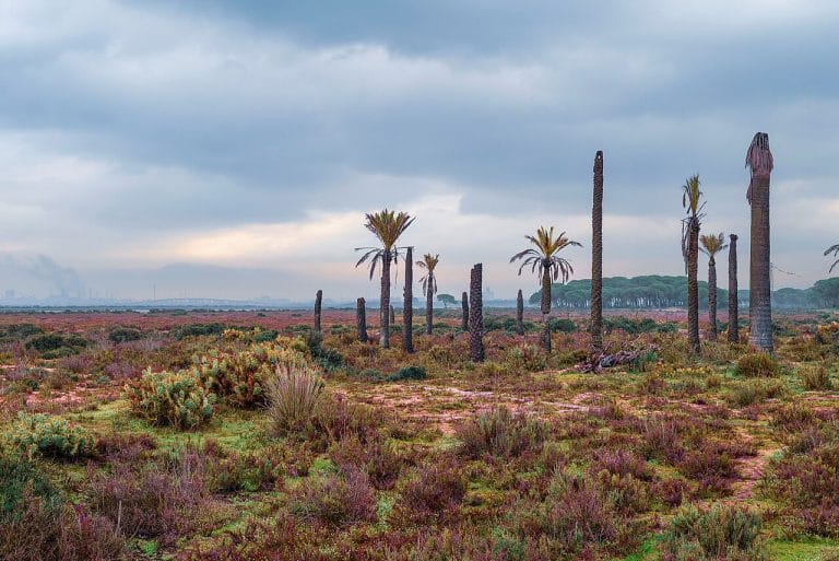 Palmeras secas en las Marismas del Odiel en Huelva con vegetación baja y cielo nublado al fondo