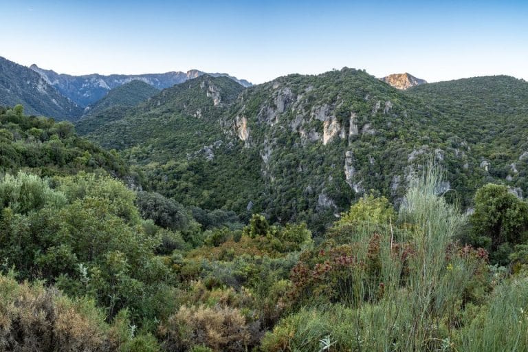 Paisaje de colinas y barrancos cubiertos de monte mediterráneo en el Parque Natural Sierra de Grazalema, con vegetación densa y picos rocosos en el horizonte.