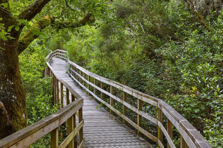Pasarela de madera serpenteando entre el bosque frondoso en la Ribeira Sacra, Galicia