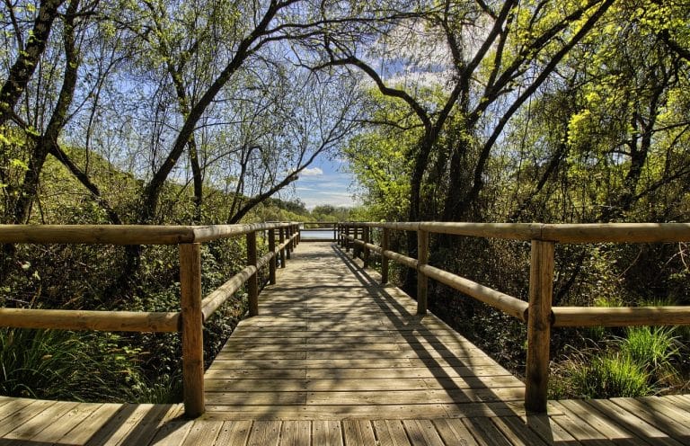 Puente de madera con barandillas rodeado de vegetación verde y árboles en un sendero del parque natural de Doñana bajo cielo azul claro