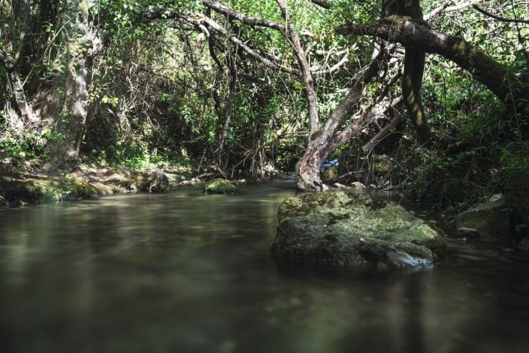 Tramo del río Majaceite entre frondosos árboles y rocas con agua cristalina fluyendo bajo la luz tenue del bosque.