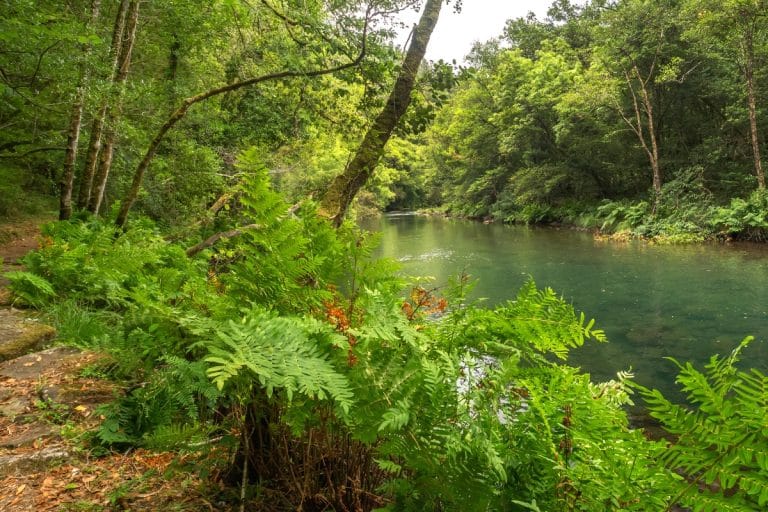 Sendero junto al río en el Parque Natural de las Fragas do Eume en Pontedeume, rodeado de vegetación autóctona