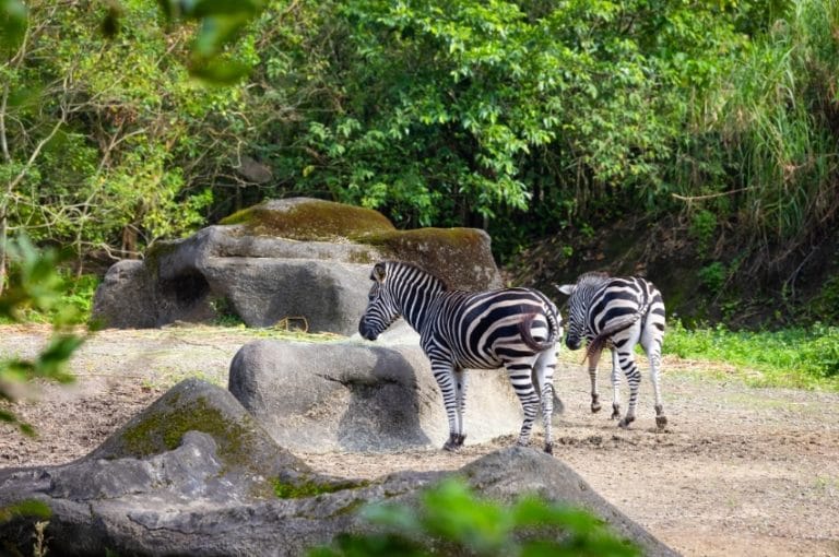 Dos cebras caminando entre rocas y vegetación en el zoológico de Outeiro de Rei, Lugo