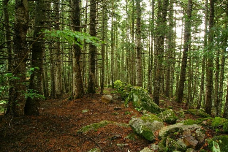 Sendero entre abetos y rocas cubiertas de musgo en el Bosc del Gerdar, en el Pirineo de Lleida