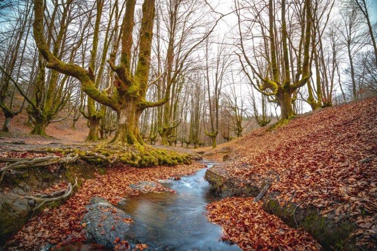 Bosque de Otzarreta en otoño con árboles cubiertos de musgo y arroyo entre hojas caídas