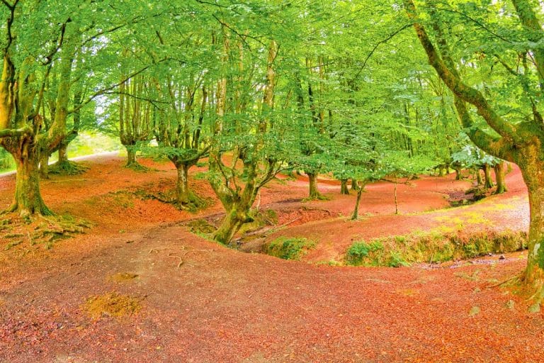 Hayedo de Otzarreta en verano con árboles musgosos y alfombra de hojas en el Parque Natural de Gorbeia