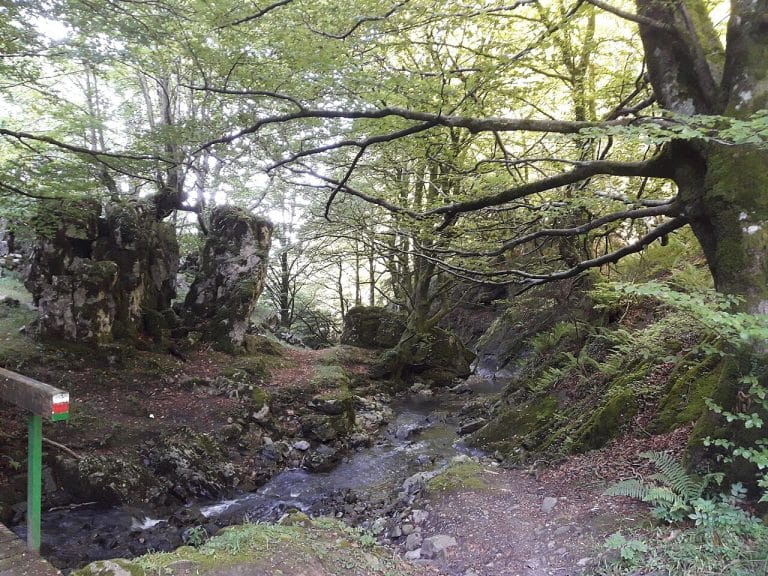 Río Agauntza fluyendo entre rocas cubiertas de musgo en un bosque frondoso