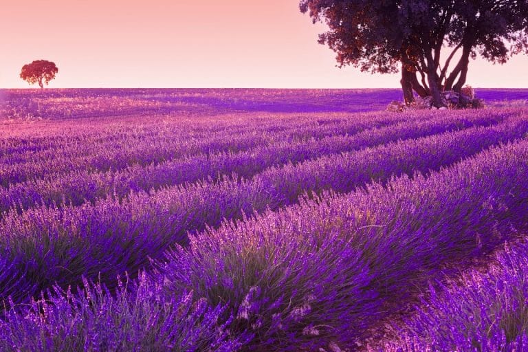 Campos de lavanda en flor en Brihuega, Guadalajara, durante el verano