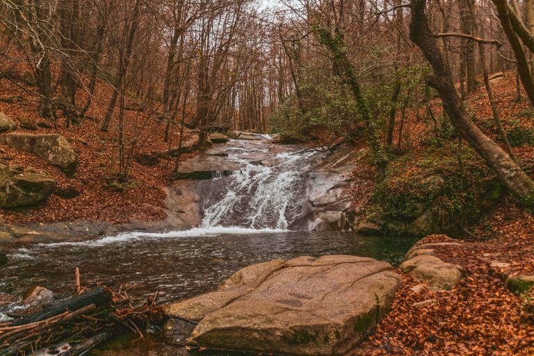 Sendero cubierto de hojas en un hayedo durante el otoño en el Parque Natural del Montseny, ruta de naturaleza en Cataluña