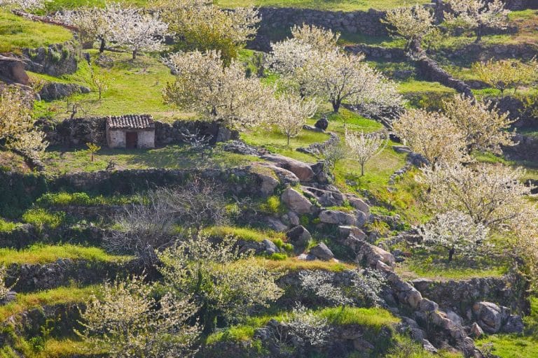 Terrrazas de cerezos en flor en el Valle del Jerte, Cáceres