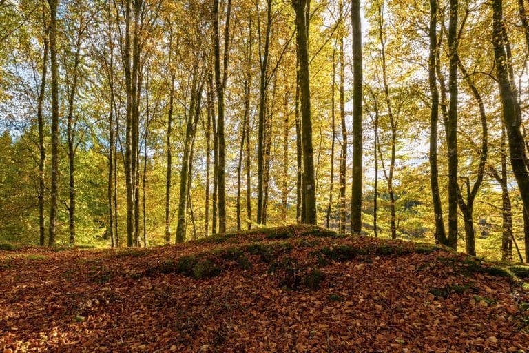 Bosque de hayas en la Fageda d’en Jordà durante el otoño, con hojas doradas cubriendo el suelo.