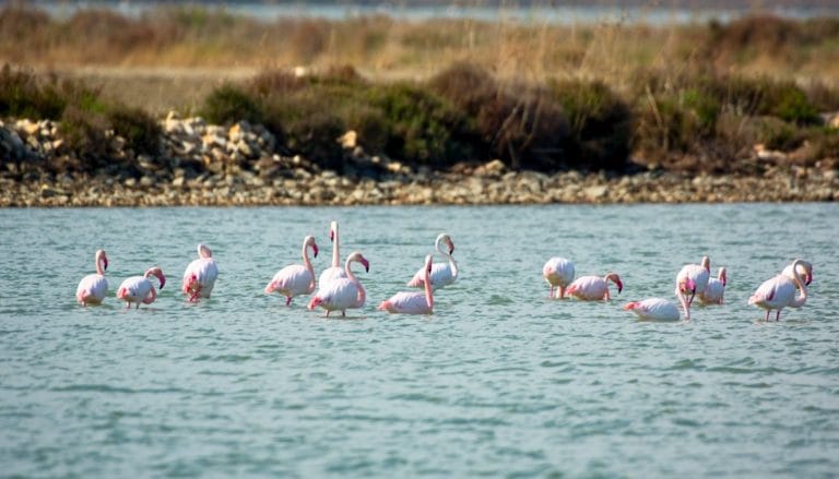 Grupo de flamencos en una laguna del Delta del Ebro, Tarragona