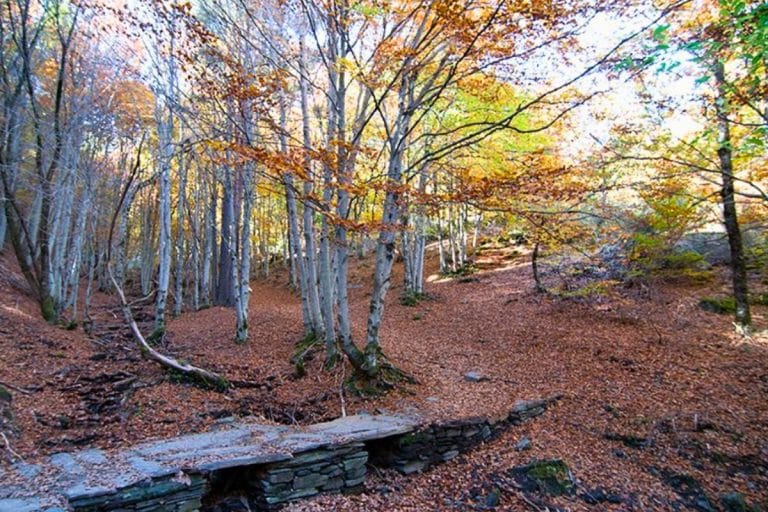 Bosque de hayas en otoño en el Parque Natural Hayedo de la Tejera Negra, Guadalajara