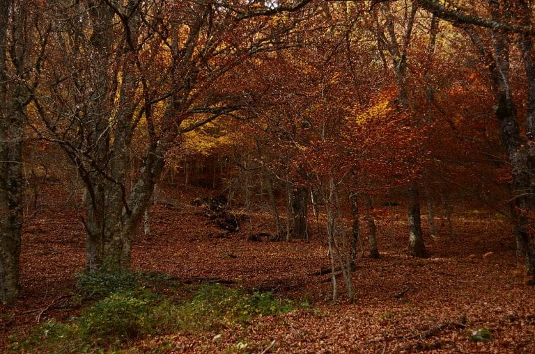 Hayedo de Montejo en el Valle del Lozoya, Madrid, con árboles de hojas rojizas y doradas en otoño