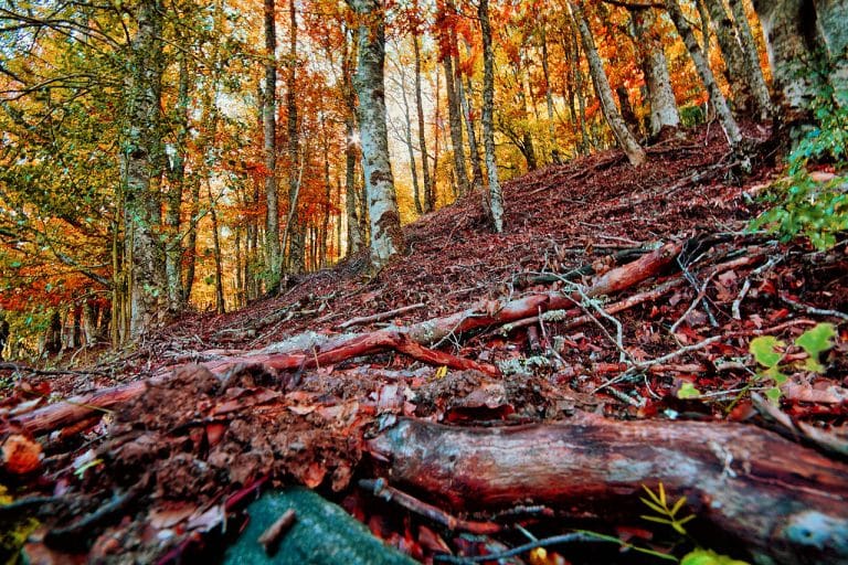 Bosque del Hayedo de Montejo de la Sierra en Madrid con colores otoñales y suelo cubierto de hojas secas