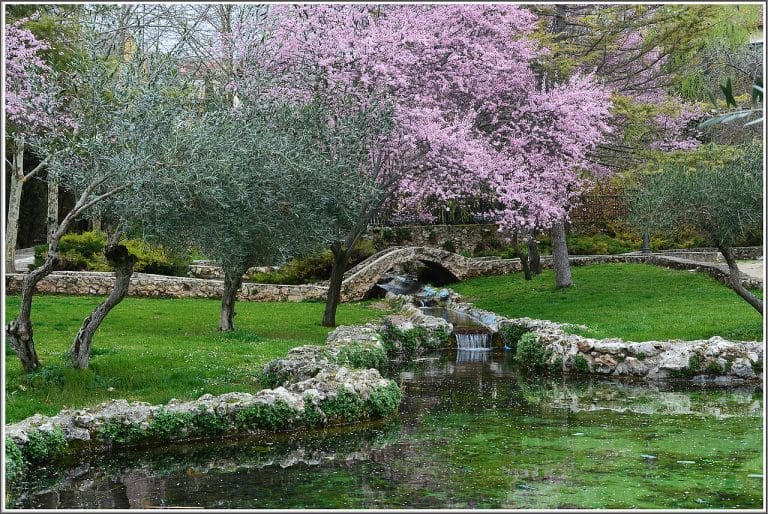 Jardín en primavera con cerezos en flor y arroyo en Brihuega, Guadalajara