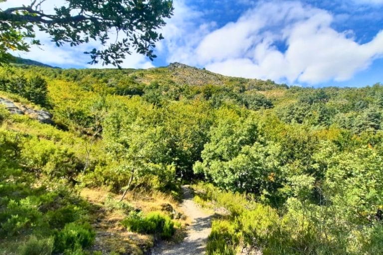 Sendero en el Parque Natural Hayedo de la Tejera Negra, Guadalajara