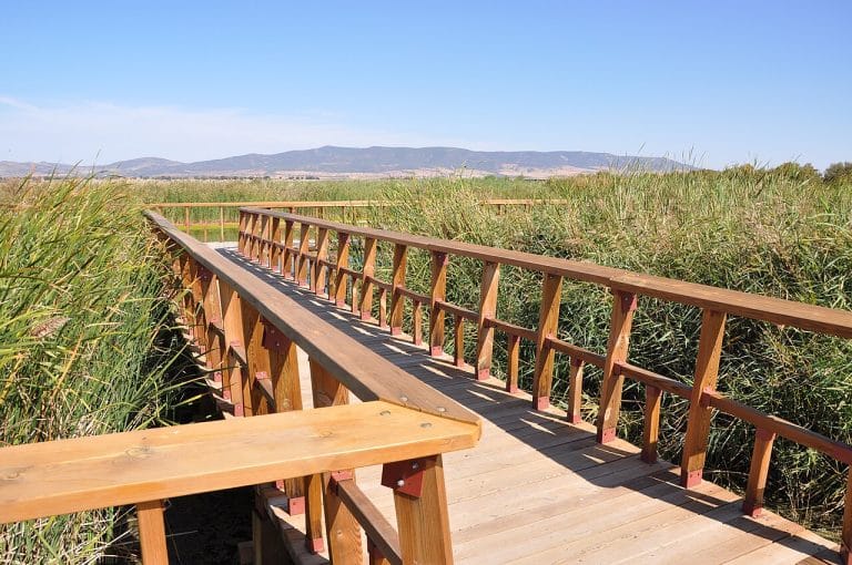 Pasarela de madera entre juncos en el Parque Nacional de las Tablas de Daimiel