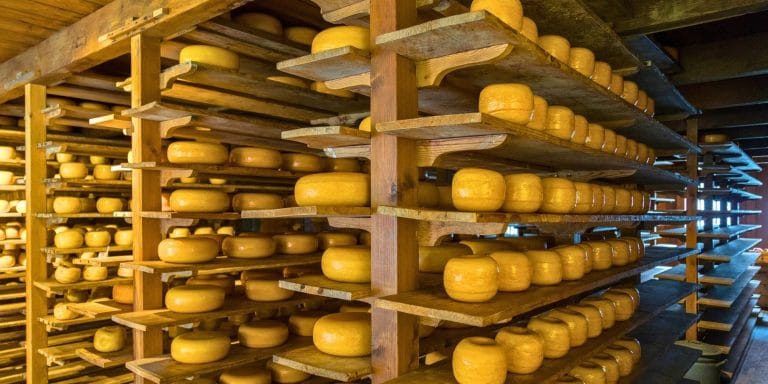 Ruedas de queso Gouda almacenadas en estanterías de madera en un almacén tradicional de los Países Bajos
