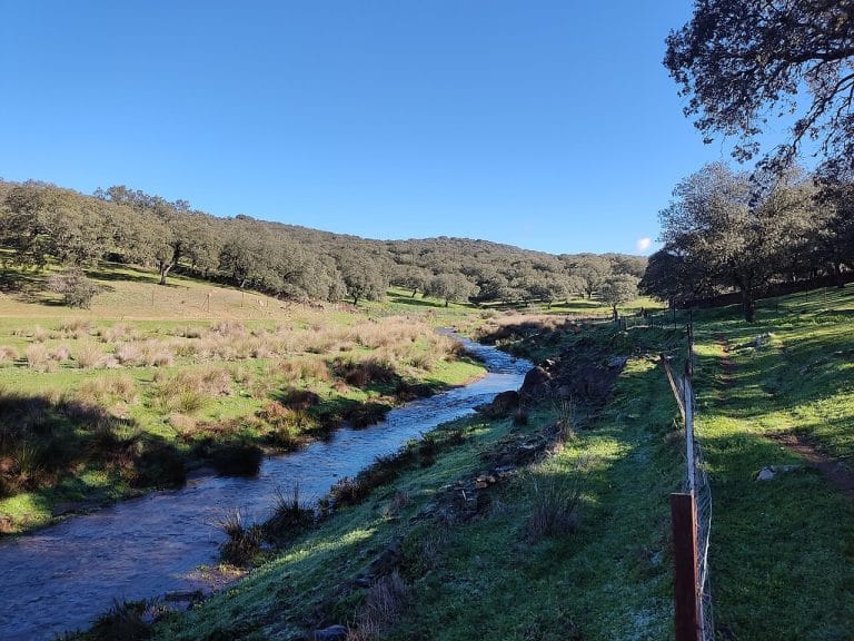 Río Bodión atravesando una pradera con encinas en la comarca de Tentudía