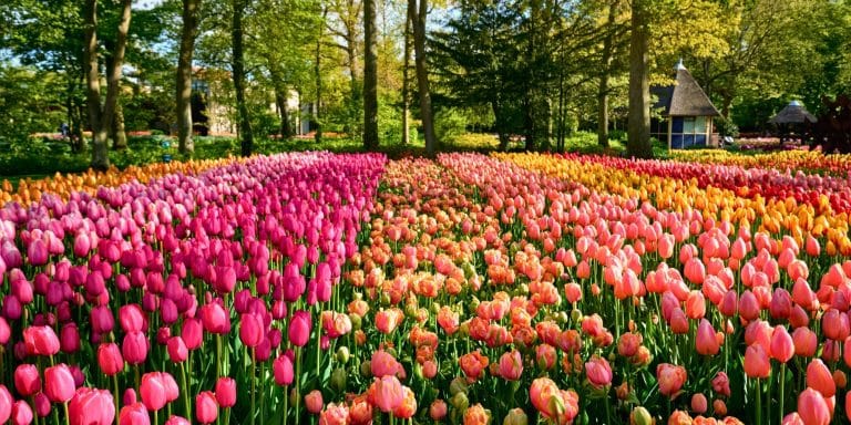 Campo de tulipanes en flor en los jardines de Keukenhof, Países Bajos, con hileras de colores entre árboles