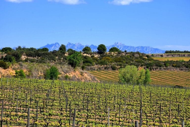 Viñedos de Sant Sadurní d’Anoia con vistas a Montserrat al fondo bajo un cielo azul