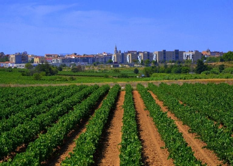 Viñedos en primer plano con el perfil urbano de Vilafranca del Penedès al fondo bajo cielo despejado