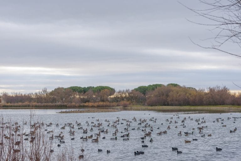 Laguna de Villafáfila en Zamora con bandada de aves acuáticas sobre el agua