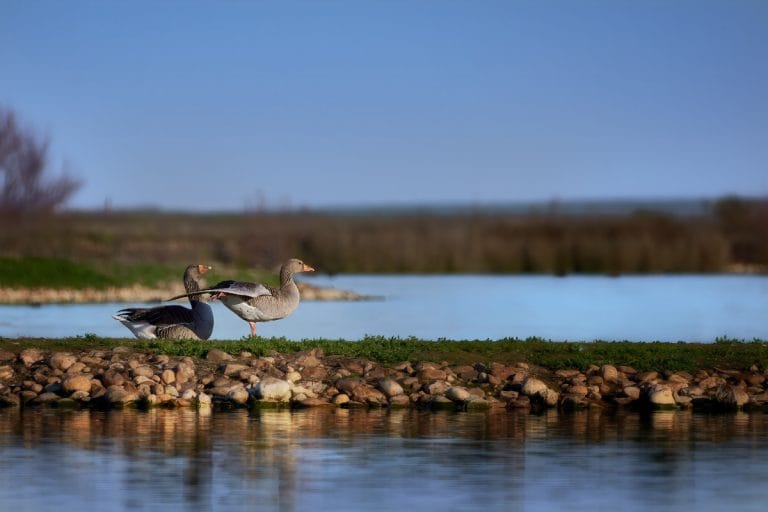 Laguna de Villafáfila en Zamora con gansos sobre la orilla del agua.