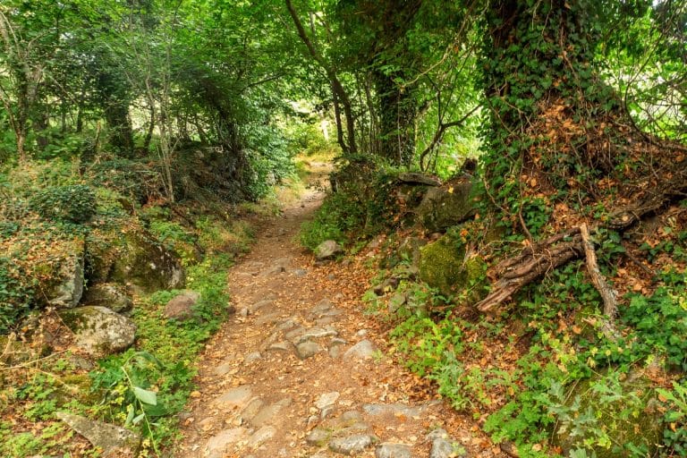 Sendero rodeado de vegetación en el Parque Natural del Lago de Sanabria, Zamora