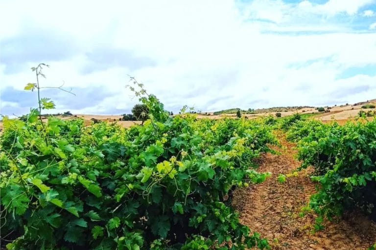 Viñedos en Cabañas de Sayago en la provincia de Zamora