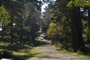 Actividades Starlight